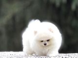 Karbeyaz Pomerani Boo Yavrumuz