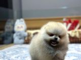 Orjinal Ayı Surat Pomeranian