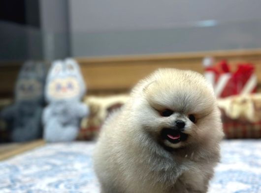 Orjinal Ayı Surat Pomeranian