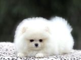 Karbeyaz pomerani Boo Yavrumuz