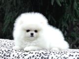 Karbeyaz Pomerani Boo Yavrumuz