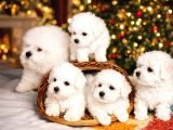 Kivir Kivir Gerçek Orji̇nal Bi̇chon Fri̇se Sadece Bi̇zde