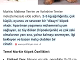 Hypoallerjeni̇j Morki Yavrular Tüy Dökmez