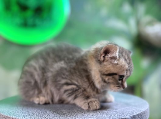 British Shorthair Silver Tabby görsel