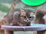 British Shorthair Silver Tabby