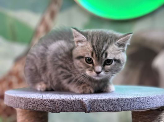 British Shorthair Silver Tabby görsel