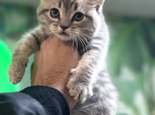 British Shorthair Silver Tabby görsel