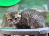 British shorthair silver tabby