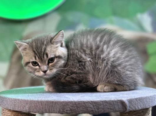 British Shorthair Silver Tabby