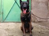 Safkan Belçi̇ka Kurdu Malinois Yavrusu - Erkek