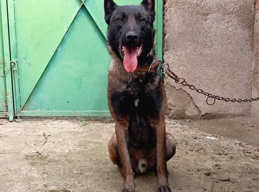 Safkan Belçi̇ka Kurdu Malinois Yavrusu - Erkek görsel