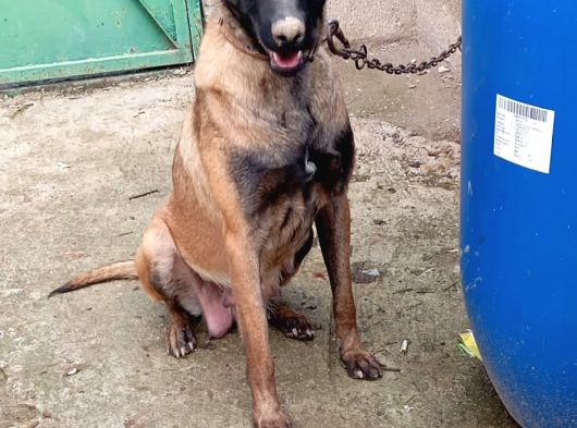 Safkan Belçi̇ka Kurdu Malinois Yavrusu - Erkek görsel