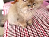 Bri̇ti̇sh Golden Longhai̇r Shaded Ny11 Renk Kodu