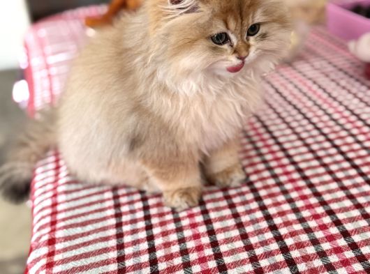 Bri̇ti̇sh Golden Longhai̇r Shaded Ny11 Renk Kodu görsel