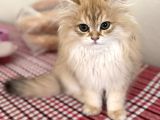 Bri̇ti̇sh Golden Longhai̇r Shaded Ny11 Renk Kodu