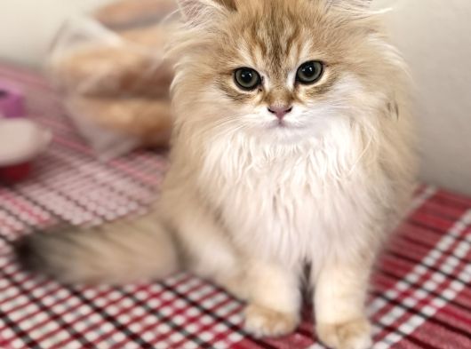 Bri̇ti̇sh Golden Longhai̇r Shaded Ny11 Renk Kodu görsel