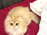 BRİTİSH GOLDEN LONGHAİR SHADED NY11 renk kodu