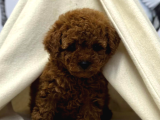 Safkan Poodle Yavrularımız