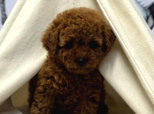 Safkan Poodle Yavrularımız görsel