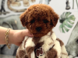 Safkan Poodle Yavrularımız