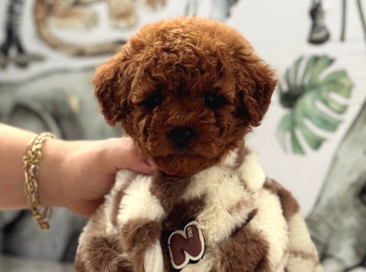 Safkan Poodle Yavrularımız görsel