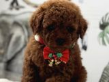 Safkan poodle yavrularımız