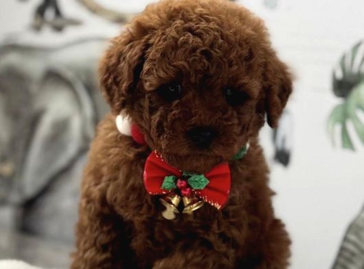 Safkan Poodle Yavrularımız