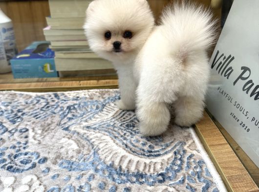 Orjinal Pomeranian Boo Yavrumuz görsel