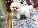 Orjinal Pomeranian Boo Yavrumuz