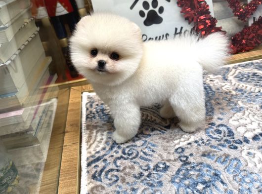Orjinal Pomeranian Boo Yavrumuz