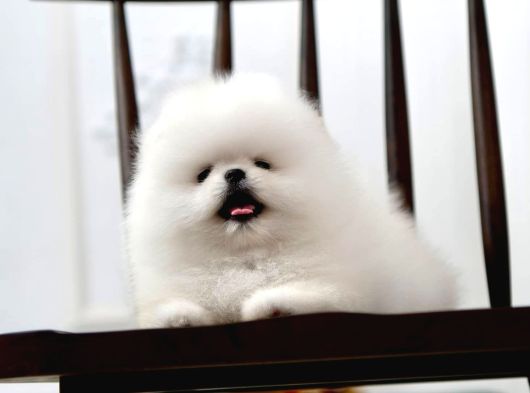 Pomeranian Boo Minik Ayıcıklardan biri Sizin Olabilir