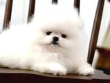 Pomeranian Boo Minik Ayıcıklardan Biri Sizin Olabilir