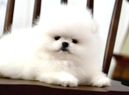 Pomeranian Boo Minik Ayıcıklardan Biri Sizin Olabilir görsel