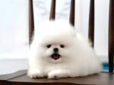 Pomeranian Boo Minik Ayıcıklardan Biri Sizin Olabilir