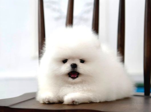 Pomeranian Boo Minik Ayıcıklardan Biri Sizin Olabilir görsel