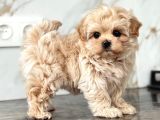 Maltipoo En Kucuk Boy Mini Babyface Yavrularimiz