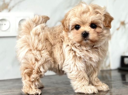 Maltipoo En Kucuk Boy Mini Babyface Yavrularimiz görsel
