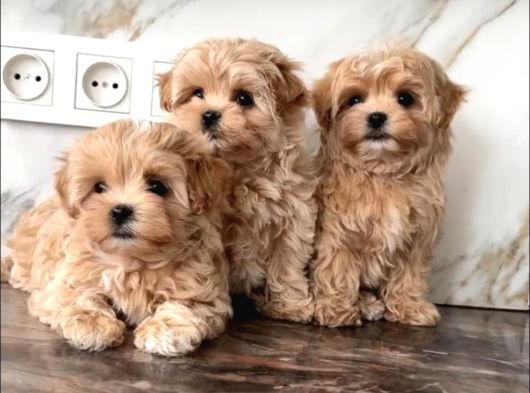 Maltipoo En Kucuk Boy Mini Babyface Yavrularimiz görsel