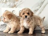 Maltipoo En Kucuk Boy Mini Babyface Yavrularimiz