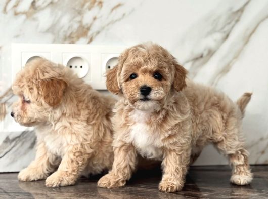 Maltipoo En Kucuk Boy Mini Babyface Yavrularimiz görsel