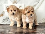 Maltipoo En Kucuk Boy Mini Babyface Yavrularimiz