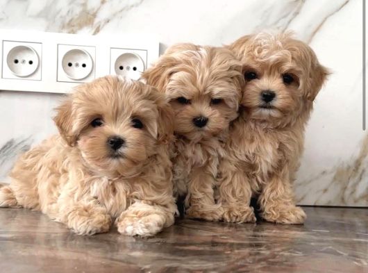 Maltipoo en kucuk boy mini babyface yavrularimiz