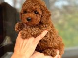 Ev üretimi toy poodle bebeklerimiz