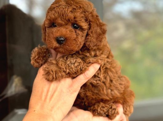 Ev Üretimi Toy Poodle Bebeklerimiz