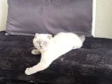 Scottish Fold Blue Point Dişi 3 Aylık