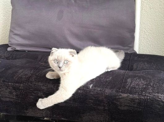 Scottish Fold Blue Point Dişi 3 Aylık