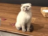 Scottish Fold Blue Point Dişi 3 Aylık