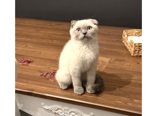 Scottish Fold Blue Point Dişi 3 Aylık görsel