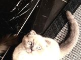 Scottish Fold Blue Point Dişi 3 Aylık