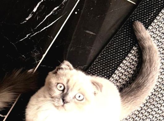 Scottish Fold Blue Point Dişi 3 Aylık görsel